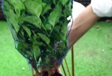 肉桂盆栽的养护方法（打造肉桂盆栽的完美生长环境）