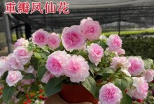 水梅的养殖方法及技巧（打造健康繁茂的水梅盆景）