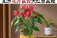 红掌盆栽的选择与养护（大盆？小盆？如何选择红掌盆栽的大小）