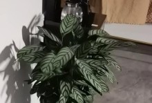 如何科学浇水养护冬季飞羽竹芋（科学浇水关键，打造健康飞羽竹芋）