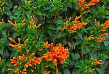 耐阴爬藤植物的种类与养护方法（让绿意爬满墙——打造室内外的青藤美景）