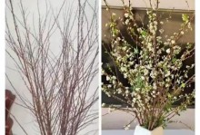 干枝梅花开花时间及特点（了解干枝梅的开花规律，让园林更美丽）