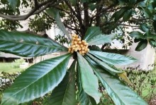 茶梅叶子发黄掉叶子的原因与处理方法（茶梅叶子发黄掉叶子的解决之道及防范措施）