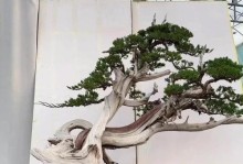 院子里的盆景摆放艺术（打造美丽宜人的庭院景观）