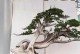 院子里的盆景摆放艺术（打造美丽宜人的庭院景观）