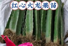 火龙果的生长过程（探秘火龙果的生长过程，从种子到果实的演变）