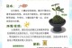 彩铁植物养护全指南（打造独特花园的关键，彩铁植物养护技巧揭秘）