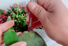 以插杆蟹爪兰长出仙人球的方法与技巧（掌握关键步骤，让插杆蟹爪兰变身仙人球）