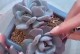 多肉小芽没根的养护技巧（学会给多肉小芽无根苗提供合适的环境与养分）