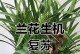 如何处理兰花叶子的黄化问题（兰花黄叶问题解决方法分享）