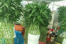 如何养护巴西铁花？（巴西铁花养护全攻略）