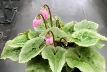 仙鹤花的养殖方法（打造仙鹤花的盛放花园）