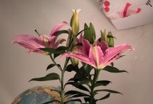 迷恋百合花香的独特魅力（探索开过花的香水百合的制作与使用）