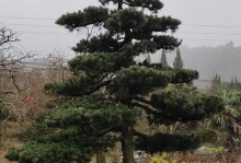 如何保护五针松苗度过炎热夏季（夏季护理要点及注意事项）