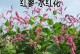 红花种子的收集与种植