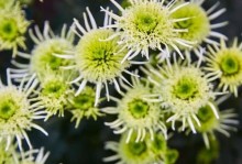 青蒿素——天然神奇的抗疟药物（从植物科学角度解读青蒿素的药理作用）