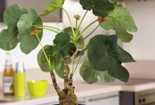 文竹种植指南（打造绿意盎然的室内空间）
