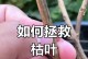 大盆栽叶子全干了怎么办？（救救我的大盆栽！叶子干枯的原因和处理方法）