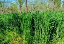 北方黑麦草的种植技术（最佳播种时间及注意事项）