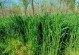 北方黑麦草的种植技术（最佳播种时间及注意事项）