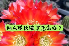 以子孙仙人球如何开花（揭秘子孙仙人球开花的秘密及关键要素）