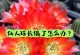 以子孙仙人球如何开花（揭秘子孙仙人球开花的秘密及关键要素）