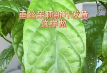 茉莉叶子黄，如何挽救？（茉莉叶子发黄的原因及解决方法）