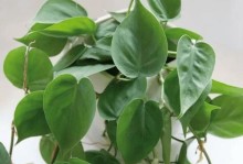 绿萝有虫子怎么办？（保护您的绿萝免受害虫侵害）