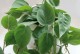 绿萝有虫子怎么办？（保护您的绿萝免受害虫侵害）