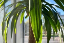 巴西木的种植与养护（教你如何让它生根发芽）