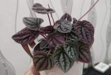 以皱叶椒草怎么开花？（掌握关键技巧，让皱叶椒草绽放绚丽花朵）