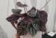 以皱叶椒草怎么开花？（掌握关键技巧，让皱叶椒草绽放绚丽花朵）
