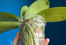 北方蝴蝶兰养护全攻略（掌握关键诀窍，让北方也盛开蝴蝶兰之美）