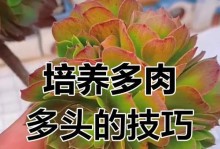 多肉花的护理指南（打造美丽多肉花园的关键技巧）