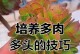 多肉花的护理指南（打造美丽多肉花园的关键技巧）