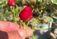 冬天的月季花苞开放之秘密（探寻月季花苞在寒冷冬季绽放的奥秘）
