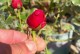 冬天的月季花苞开放之秘密（探寻月季花苞在寒冷冬季绽放的奥秘）