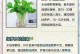 以水培绿萝长出藤的技巧（水培绿萝的藤生长方法及关键要素）