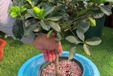 如何正确修剪盆栽栀子花（学会修剪，让栀子花盆栽更美丽）