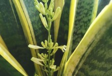 如何正确养护虎皮令箭花以促使其开花