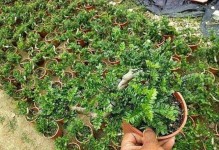如何处理以清香木换盆伤了根的问题（保护清香木根系的关键措施与方法）