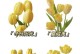 黄色郁金香的花语和象征意义（探秘黄色郁金香的15种寓意）