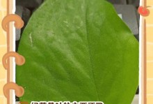 绿萝根部发臭的原因及解决方法（绿萝根部发臭的成因与处理技巧）