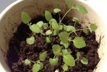 如何种植薄荷种子——一个简单易行的步骤（从准备土壤到收获薄荷，让你轻松掌握）