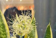 揭秘吉祥花的养护之道（打造繁花似锦的吉祥花园）