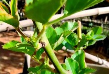 如何正确浇水养护新购的月季花（关键步骤与注意事项）