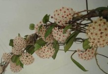 球兰花的营养与食用方法（球兰花的健康益处及多样食用方式）