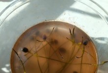 水中花园（在水中打造独一无二的花海景观）