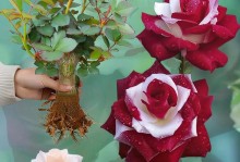 玫瑰花的种植技巧及养护方法（从选种到施肥，打造美丽花园的秘诀一网打尽）