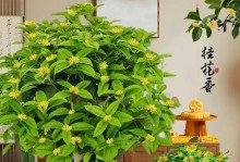 成年桂花树的养护秘籍（打造宜人芳香，精心呵护桂花成长）